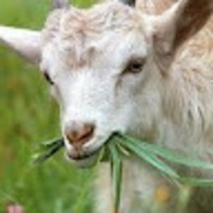 Meet your Posher, Trolling